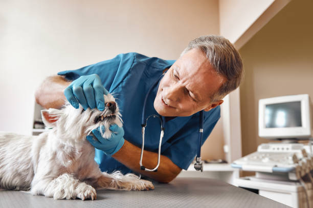 Best Emergency Denture Repair in Lannon, WI